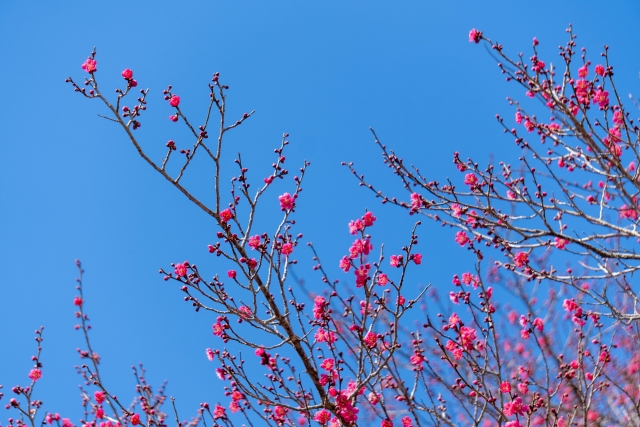 梅の花