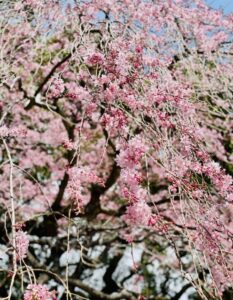 しだれ桜